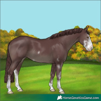 Horse Color:Chocolate Black Sabino 