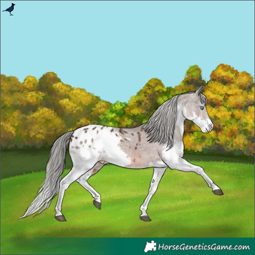 Horse Color:Liver Chestnut Mushroom Splash Appaloosa