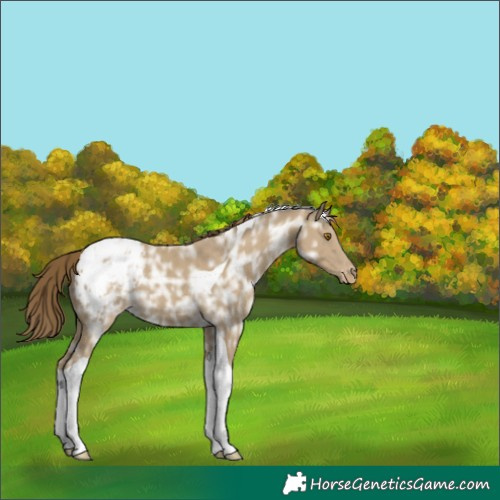 Horse Color:Classic Cream Champagne Ice Tobiano Appaloosa