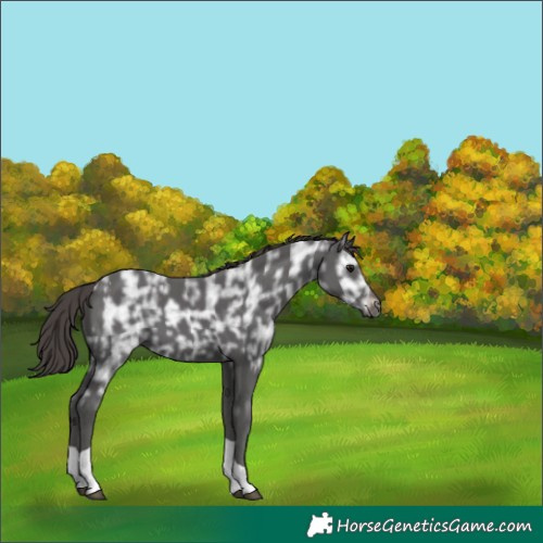 Horse Color:Smoky Black Ice Tobiano Appaloosa 