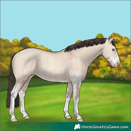 Horse Color:Amber Champagne Dun Sabino Rabicano Brindle 