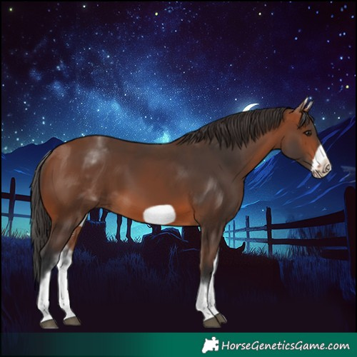 Horse Color:White Spotted Bay Frame 