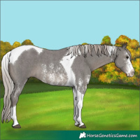 Horse Color:Silver Black Sabino Tobiano 