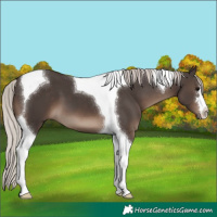 Horse Color:Silver Black Tobiano 