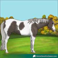Horse Color:Silver Black Tobiano 