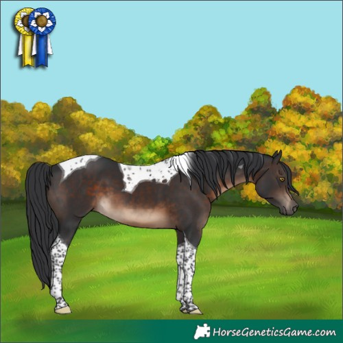 Horse Color:Brown Tobiano 