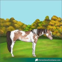 Horse Color:White Spotted Sable Champagne Tobiano 