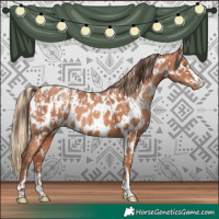 Horse Color:Amber Champagne Appaloosa  and Gold Champagne Appaloosa 
