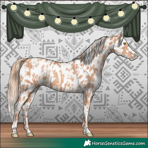 Horse Color:Gold Champagne Near Leopard  and Gold Champagne Near Leopard 