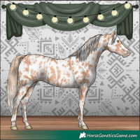 Horse Color:Gold Champagne Appaloosa  and Gold Champagne Appaloosa 
