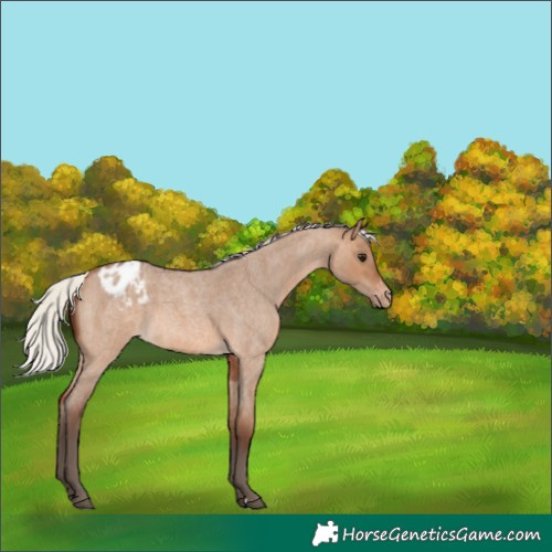 Horse Color:Silver Brown Roan Dun Appaloosa 