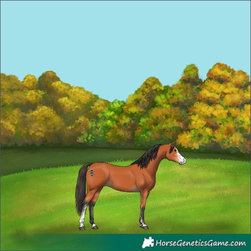 Horse Color:Bay Sabino 