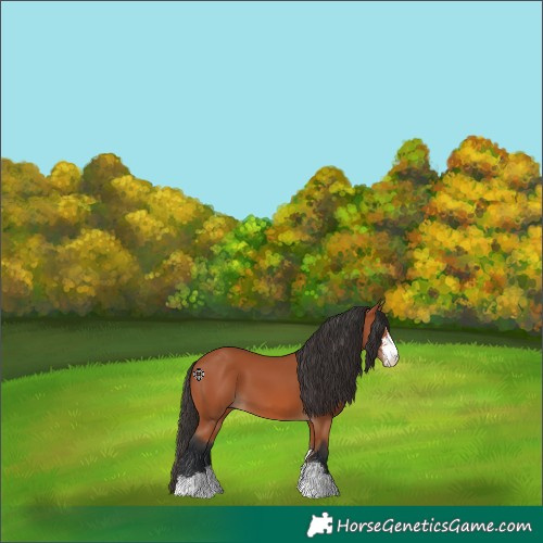 Horse Color:Bay Sabino 