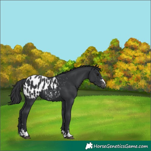 Horse Color:Black Appaloosa 