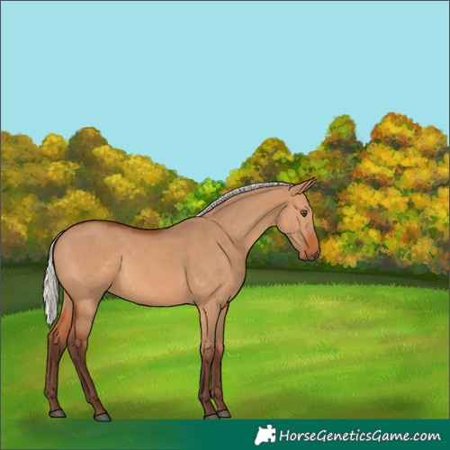 Horse Color:Silver Bay Dun Rabicano 