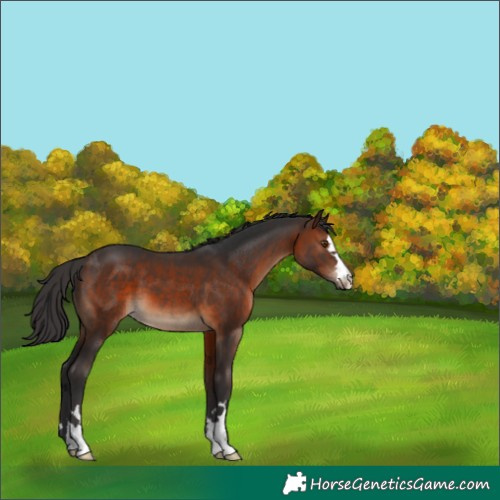 Horse Color:Brown 