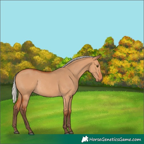 Horse Color:Silver Bay Dun Rabicano 