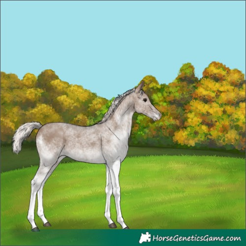 Horse Color:White Spotted Silver Grullo Rabicano 