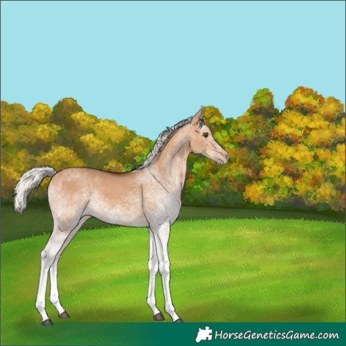 Horse Color:White Spotted Silver Bay Dun Rabicano 