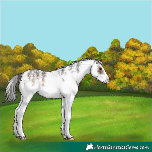 Horse Color:White Spotted Brown 