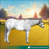 Horse Color:White Spotted Blue Roan Splash Frame Appaloosa 
