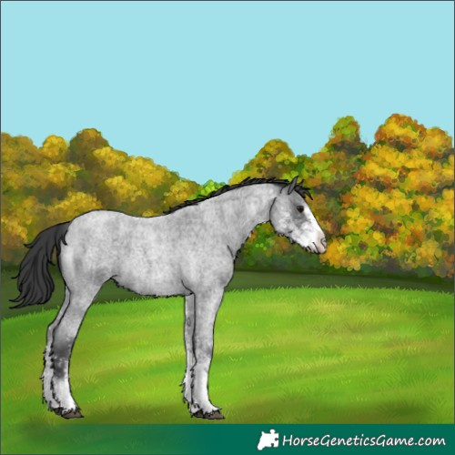 Horse Color:White Spotted Blue Roan 