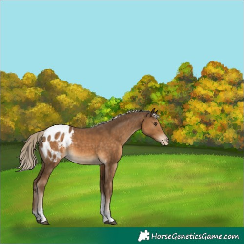 Horse Color:Chocolate Palomino Tobiano Appaloosa 