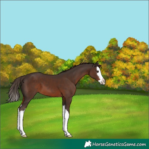 Horse Color:Liver Chestnut Splash 