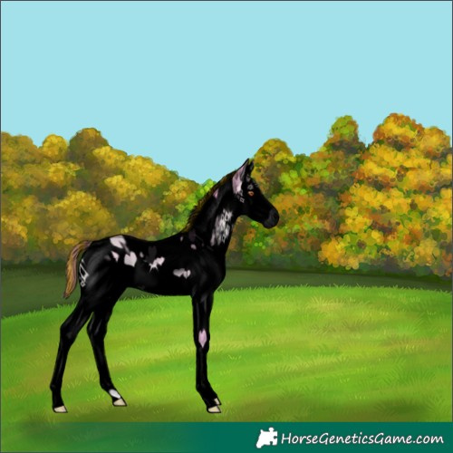 Horse Color:ERROR: UNKNOWN ANOMALY