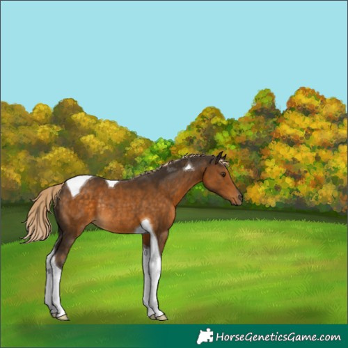 Horse Color:Chocolate Palomino Tobiano Rabicano 