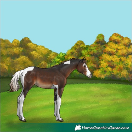Horse Color:Gray Liver Chestnut Sabino Tobiano Varnish 