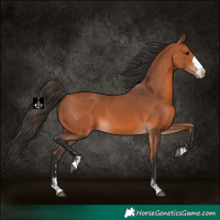 Horse Color:Bay 