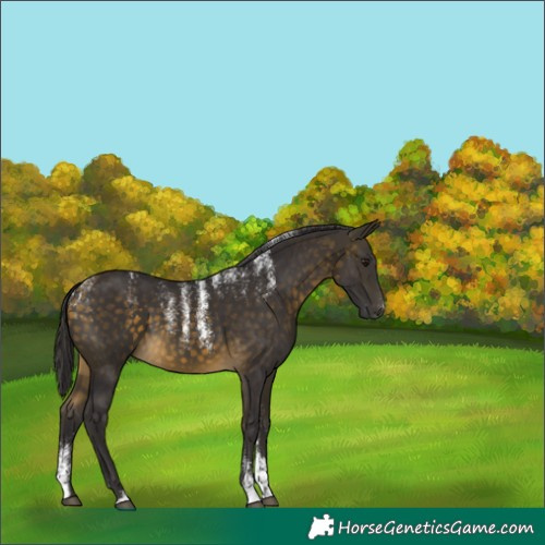 Horse Color:Powder White Buckskin 