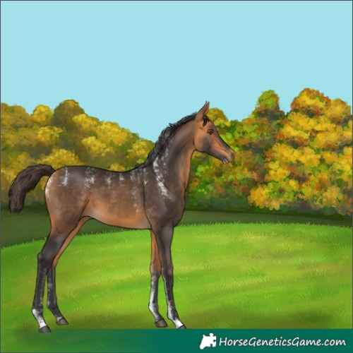 Horse Color:Powder White Buckskin 