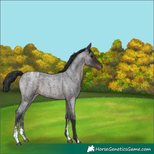 Horse Color:Powder White Brown Roan 