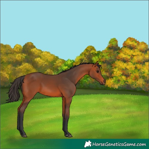Horse Color:Bay 