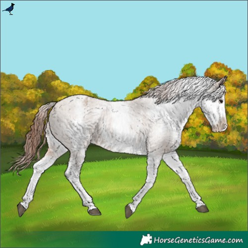 Horse Color:White Spotted Bay Dun Appaloosa 
