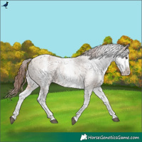 Horse Color:White Spotted Bay Dun Varnish