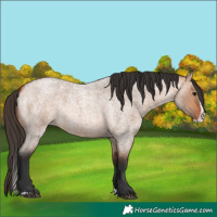 Horse Color:Bay Roan Dun Splash 