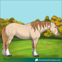 Horse Color:Red Dun Splash 