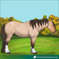Horse Color:Bay Roan Dun Tobiano