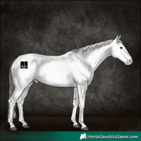 Horse Color:White Spotted Black 