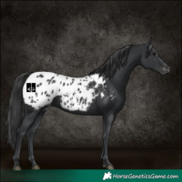 Horse Color:Black Appaloosa 