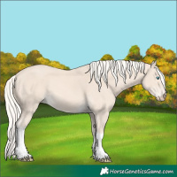Horse Color:Cremello Tobiano