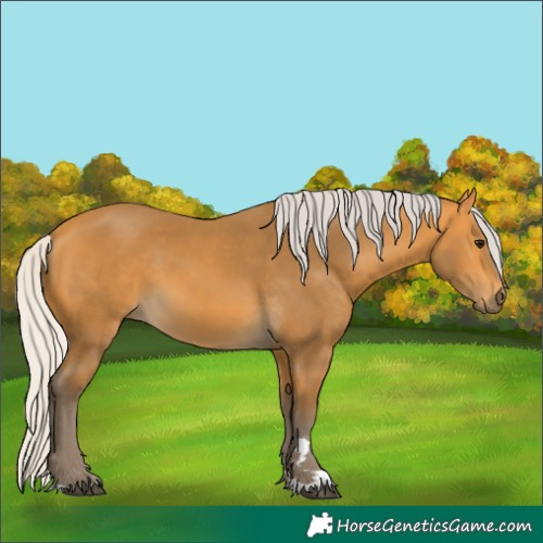 Horse Color:Silver Buckskin 
