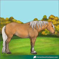 Horse Color:Silver Buckskin 