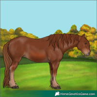 Horse Color:Chestnut 