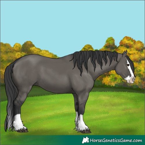 Horse Color:Grullo Splash 