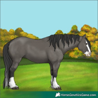 Horse Color:Grullo Splash 
