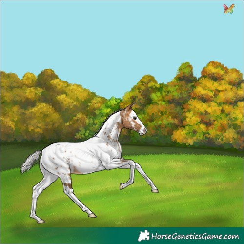 Horse Color:White Spotted Silver Buckskin Splash Tobiano Appaloosa Rabicano 